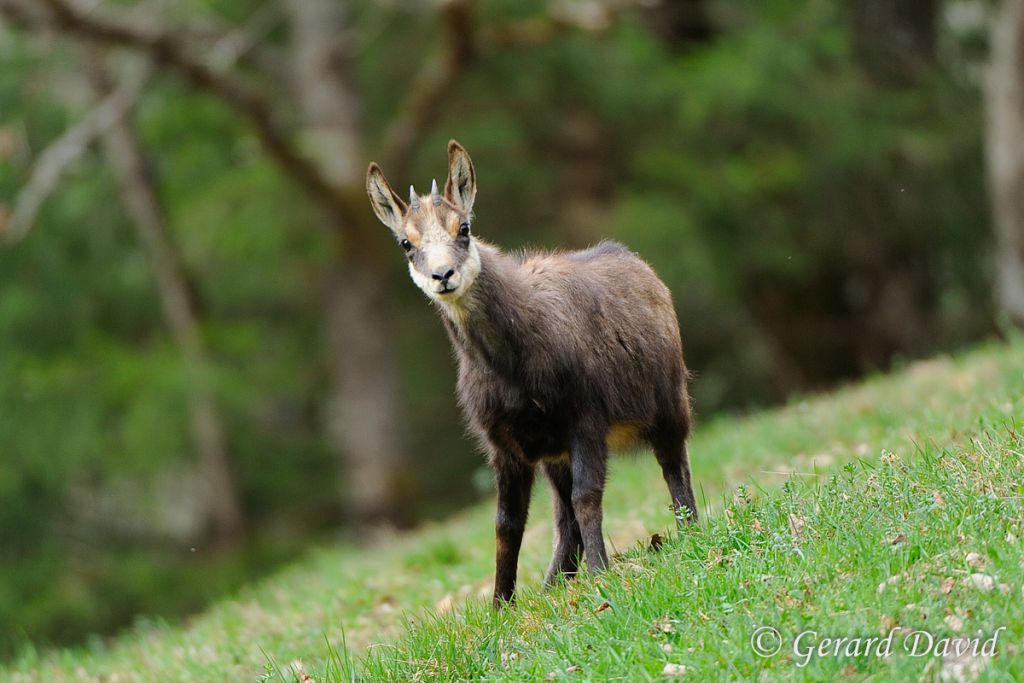 Chamois _France _16-04-2015 _058