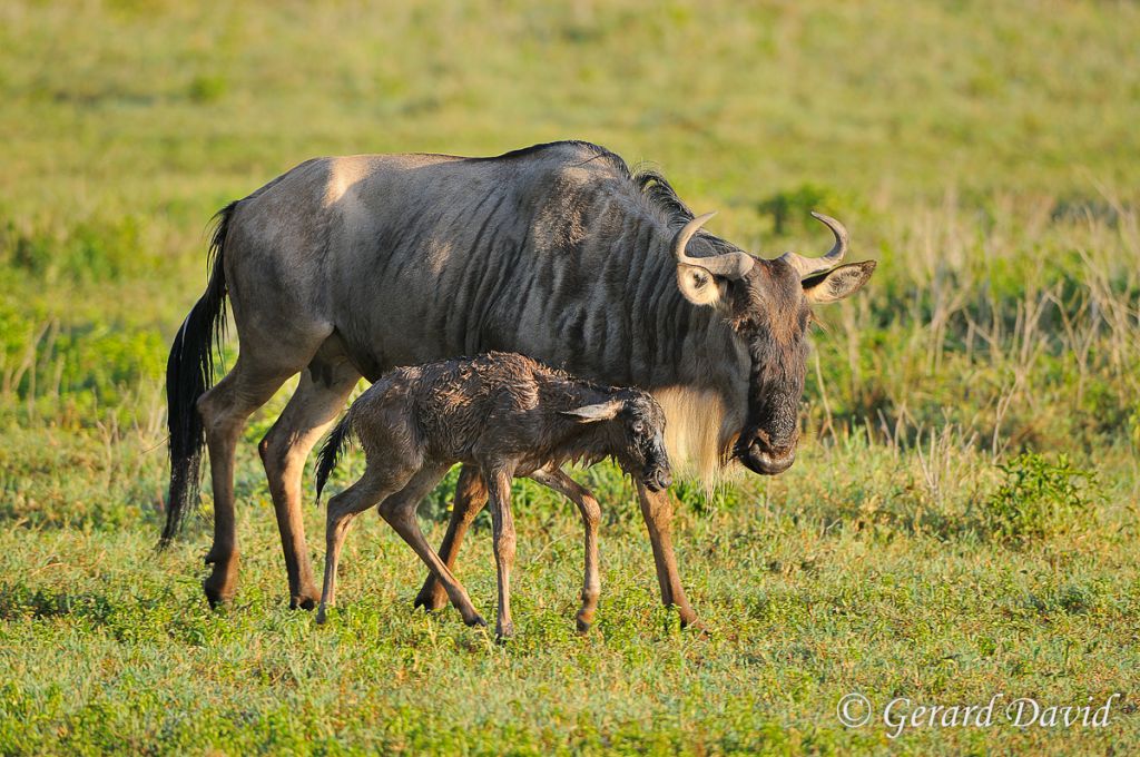 Gnou _Tanzanie_08-02-2013 _009