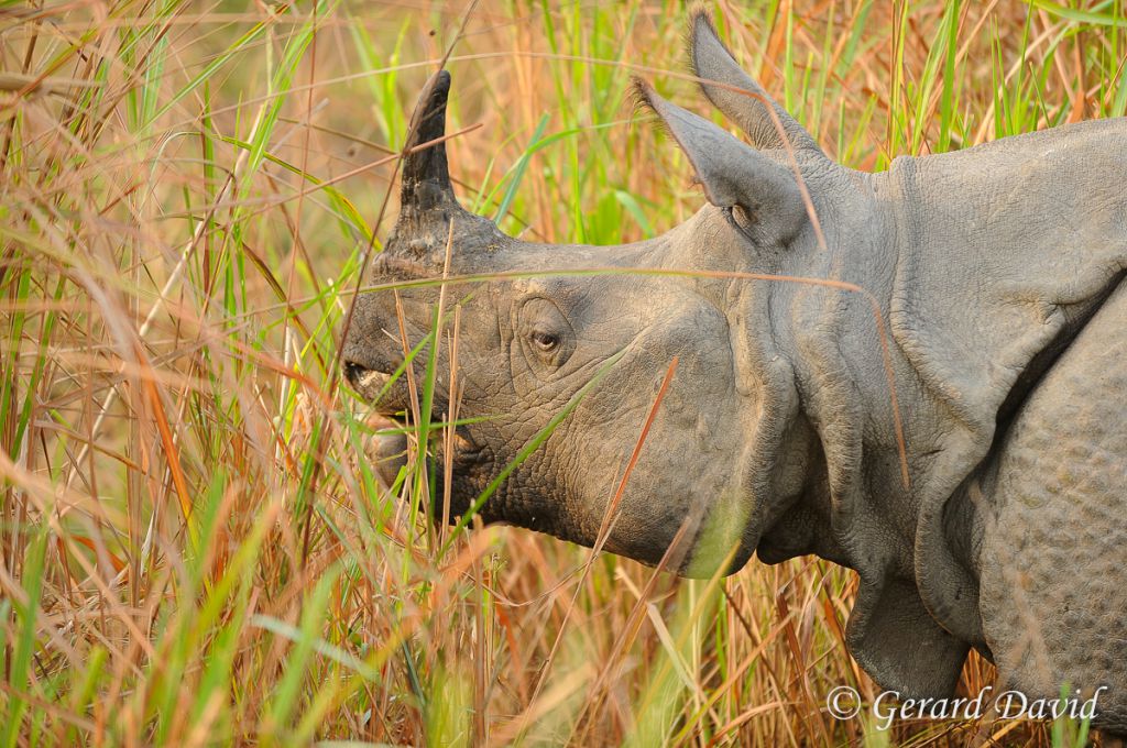Rhinoceros unicorne indien