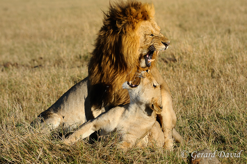 Lion_Kenya_29-10-2010 _695