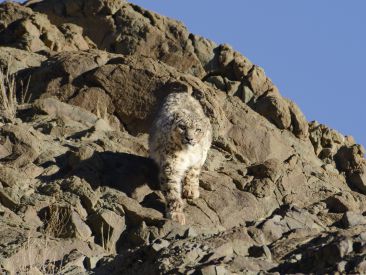 Leopard_Inde_22-03-2016_222
